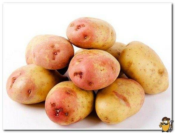 Сорт картофеля «наташа» – описание и фото