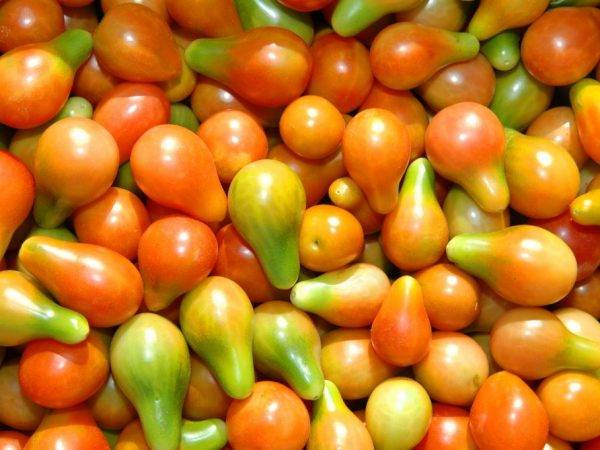 Как выращивать томат «груша красная» на своем участке: обзор сорта и секреты ухода от опытных дачников
