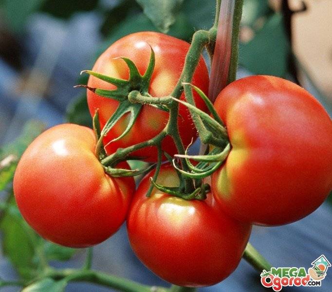 Сделайте грядку уникальной с томатом черри тайгер f1: отзывы об урожайности, описание сорта