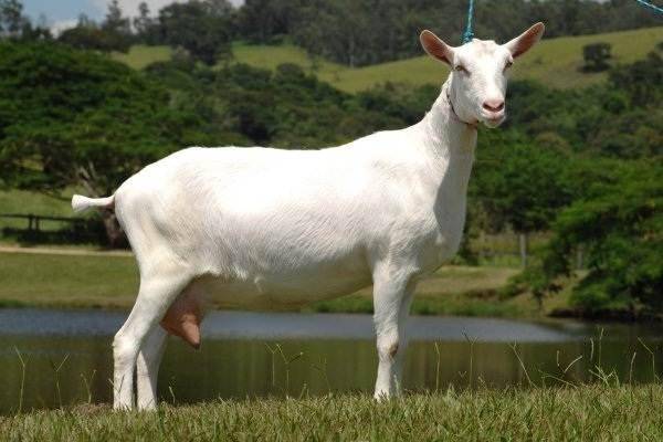 Тимпания у коз – лечение и профилактика вздутия живота
