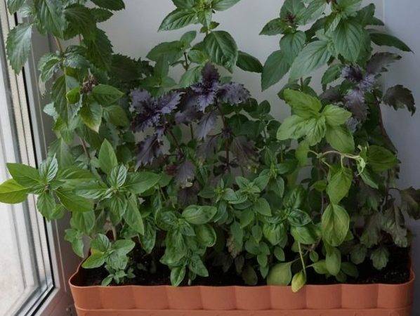 Как вырастить базилик в домашних условиях на подоконнике из семян