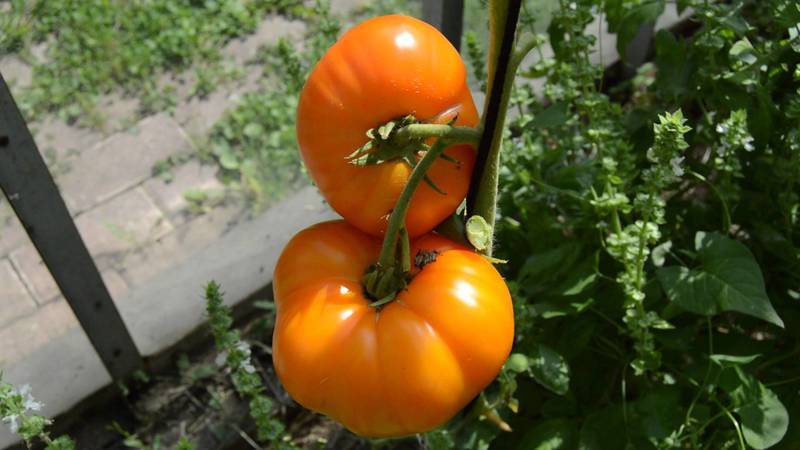 Урожайность с характеристиками и описанием сорта томата Кострома