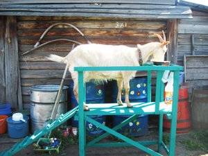 Размеры и чертежи станков для дойки коз и как сделать своими руками
