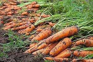 Секреты успешного посева: как посадить морковь, чтобы быстро взошла?
