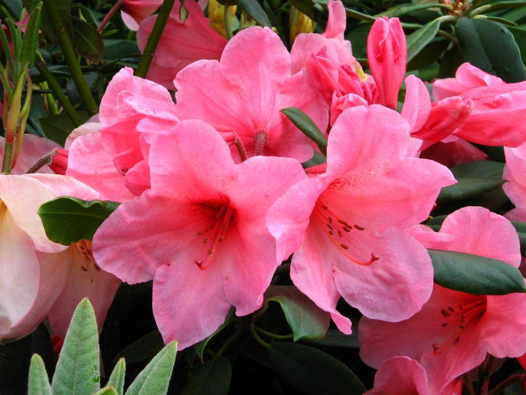 Рододендрон – «розовое дерево» в саду