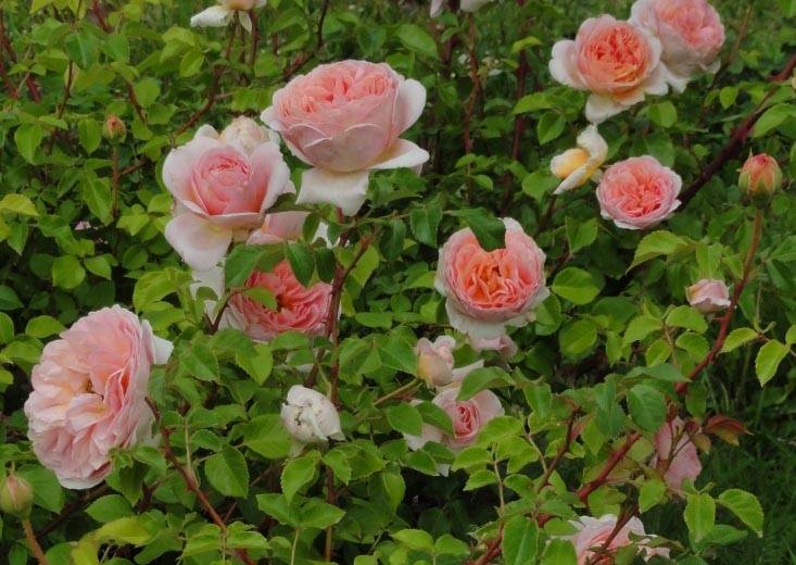 Описание и характеристики роз сорта блаш, тонкости выращивания