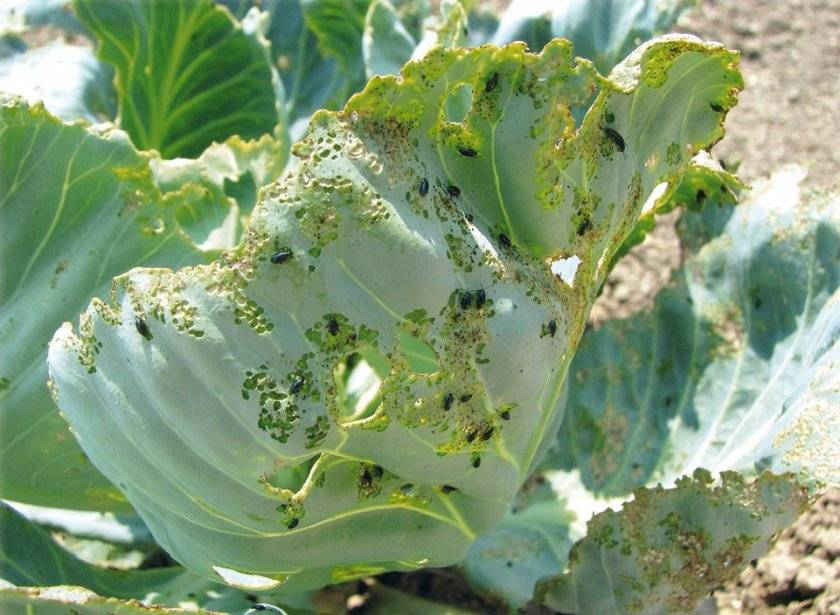 Что случилось с рассадой капусты? 11 самых частых проблем и способы их решения