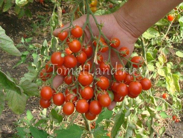 Описание сорта томат Чудо гроздь F1 и его характеристики