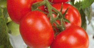 Томат балконное чудо — получаем помидоры не выходя из дома!