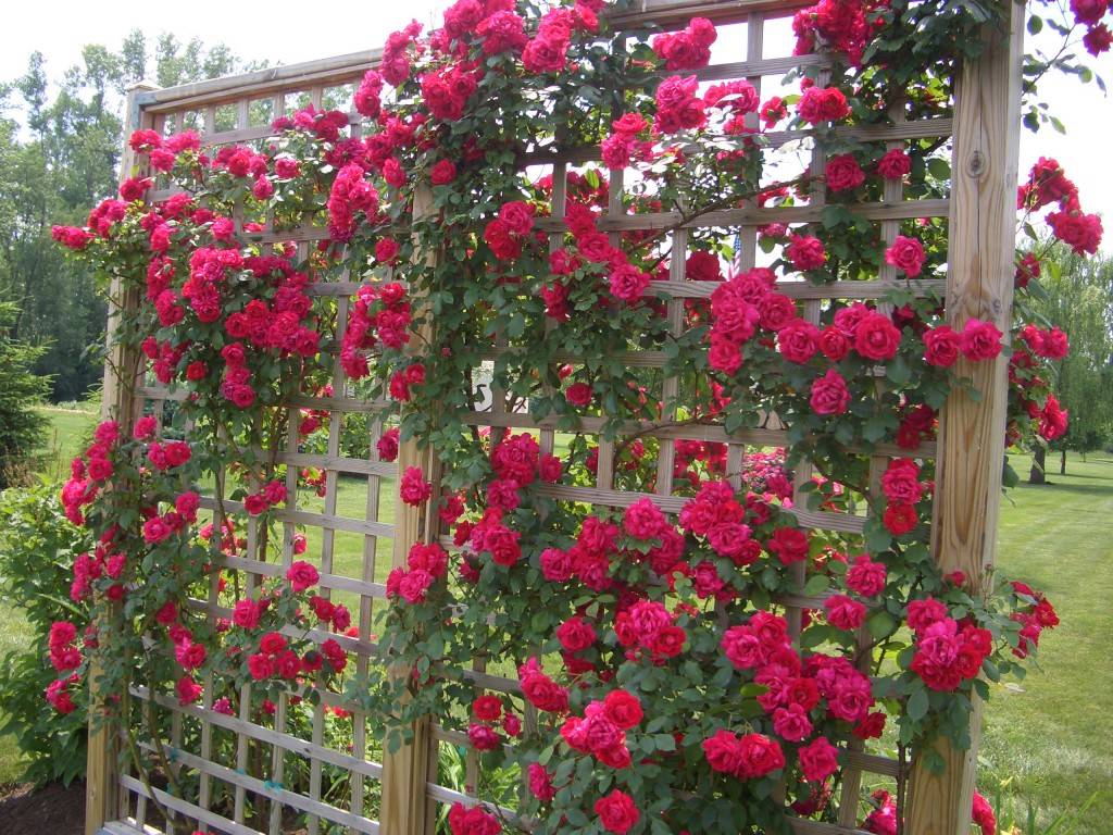 Плетистая роза розариум ютерсен — настоящий винтаж в вашем саду