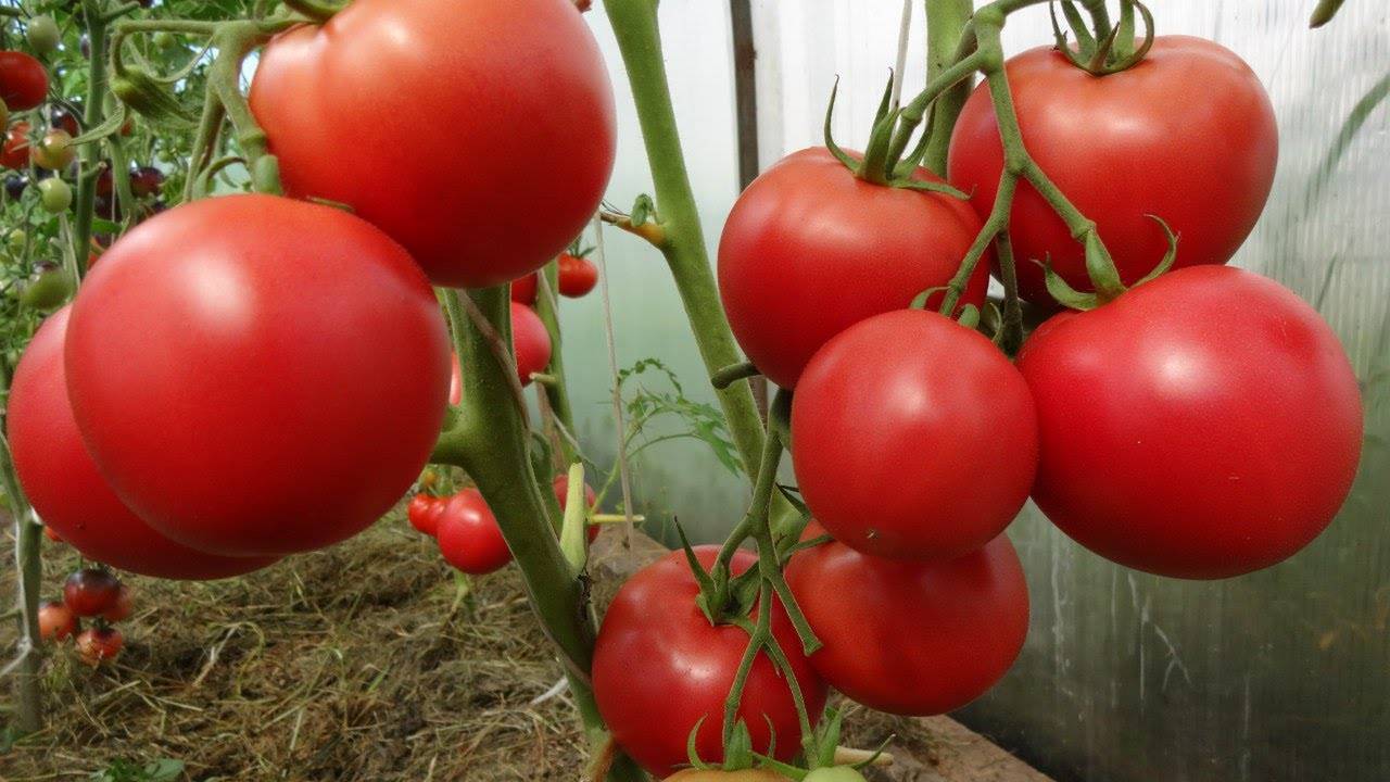 Описание сорта томата алый фрегат f1, его характеристика и урожайность