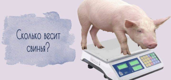 Какие факторы влияют на продолжительность роста свиньи, что нужно учитывать при составлении рациона