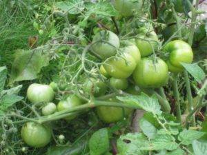 Очень ранний томат бони мм: положительные стороны и минусы культивирования