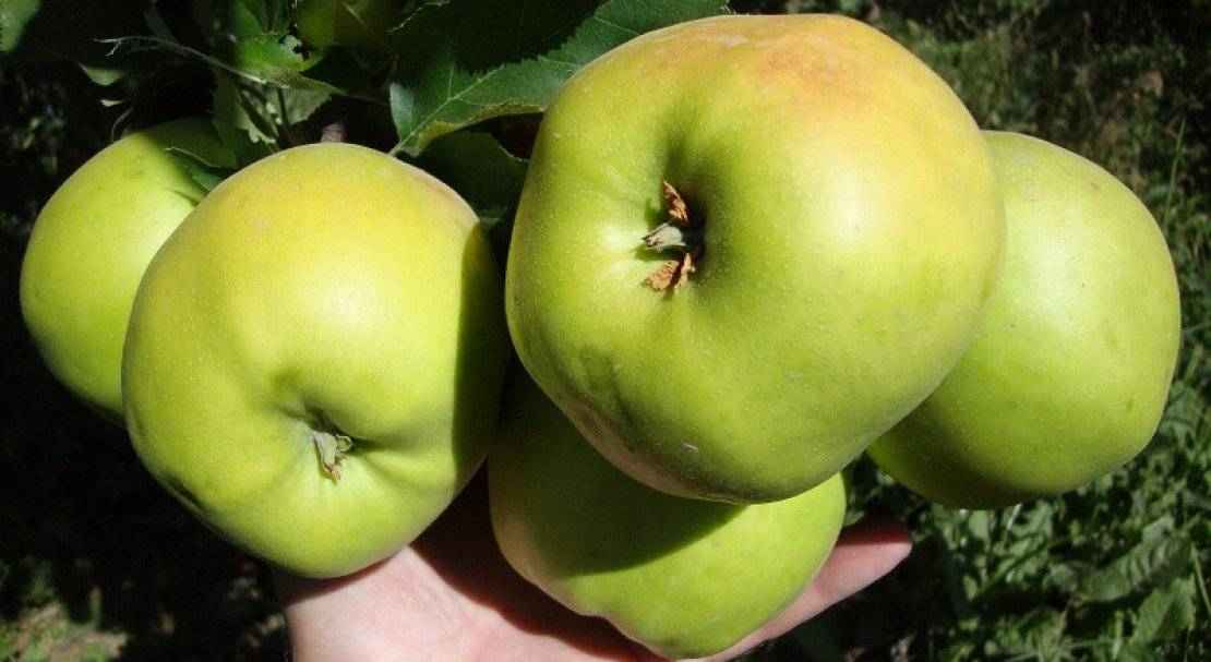 Сильные и слабые стороны яблонь сорта лада
