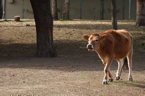 Травматический перикардит у коров