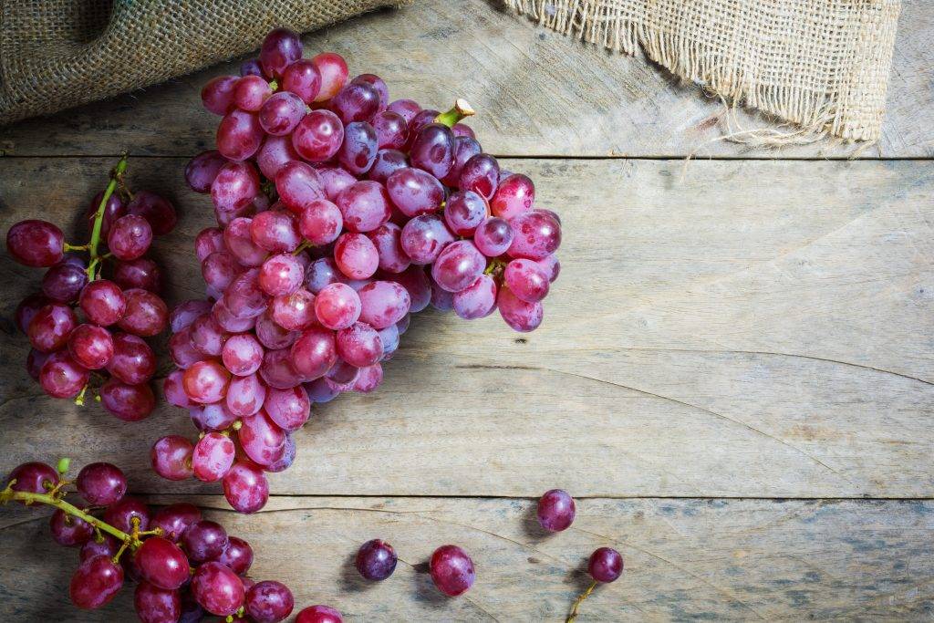 Выращивание винограда в подмосковье: инструкция для начинающих