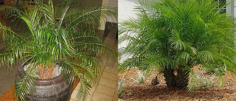 Комнатные пальмы: как правильно размножить в домашних условиях? какие тонкости необходимо знать?