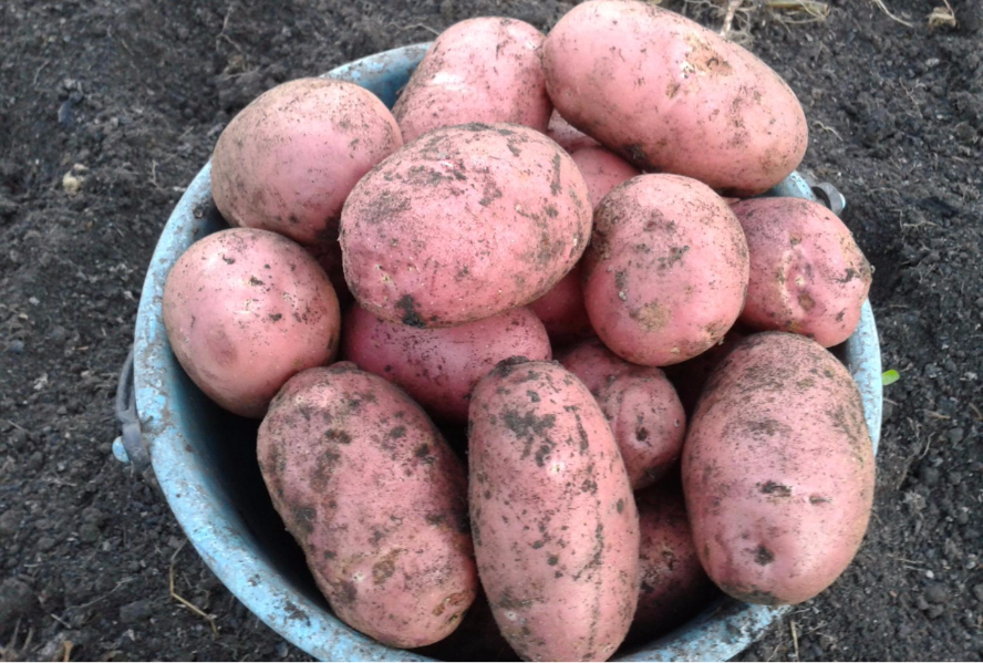 Сорт картофеля «зекура» – описание и фото