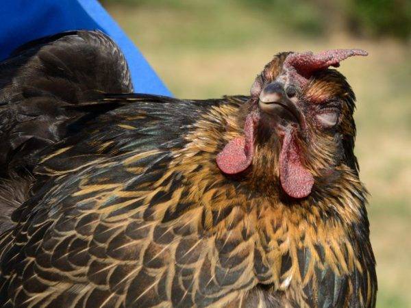 Что такое спирохетоз у птиц, как лечить и можно ли избежать заболевания?
