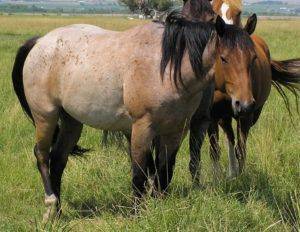 Породы лошадей чалой масти и как их содержать, история и разновидности цвета