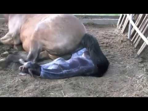 Сколько месяцев ходит беременная лошадь и как проходят роды