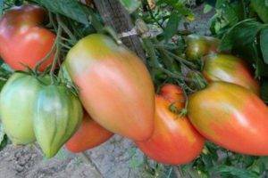 Описание, характеристика, урожайность, отзывы и фото сорта томатов «кенигсберг золотой»