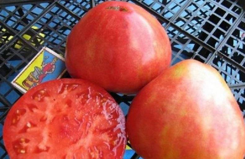 Крупноплодный томат алсу