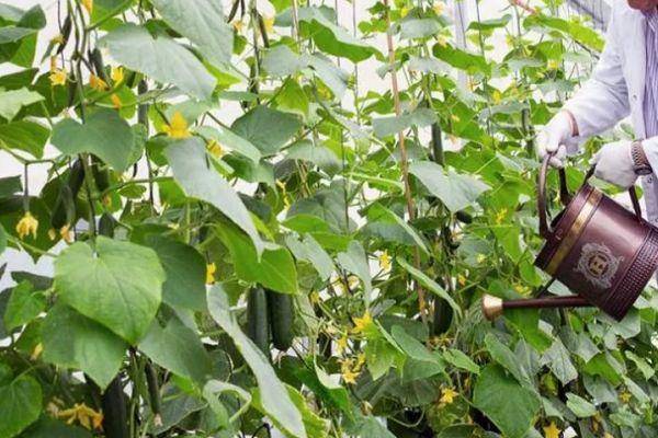 Огурцы мареса — характеристика и правила выращивания сорта