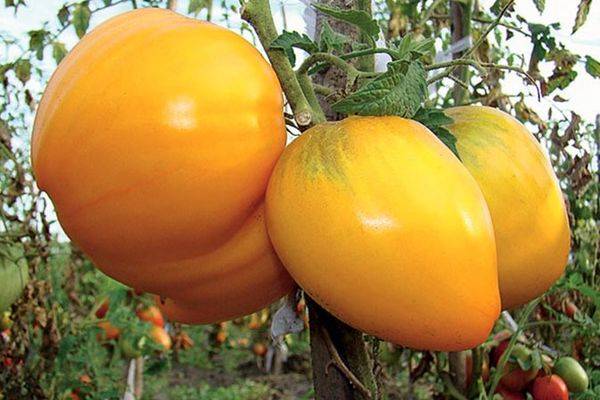 Описание сорта томата Золотой король, особенности выращивания и ухода