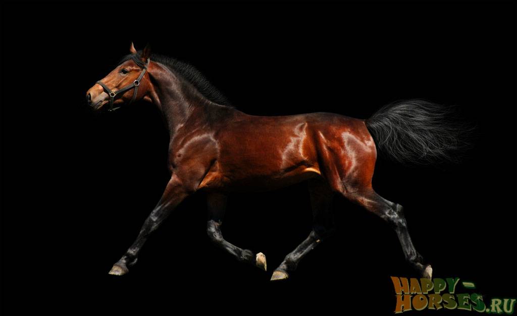 Описания и характеристика лучших пород верховых лошадей, история выведения и применение