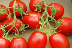 Сорт томата «майская роза»: фото, видео, отзывы, описание, характеристика, урожайность