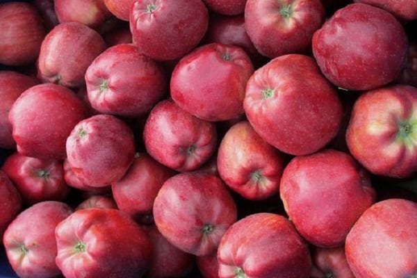 Абсолютно устойчивая к парше яблоня вэм-розовый