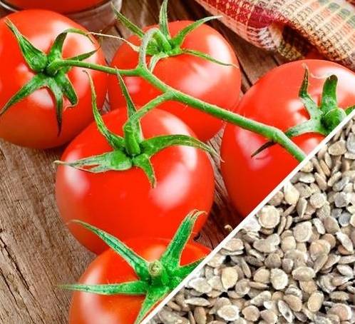 Лучшие семена томатов для открытого грунта, какие бывают, как проверить на всхожесть
