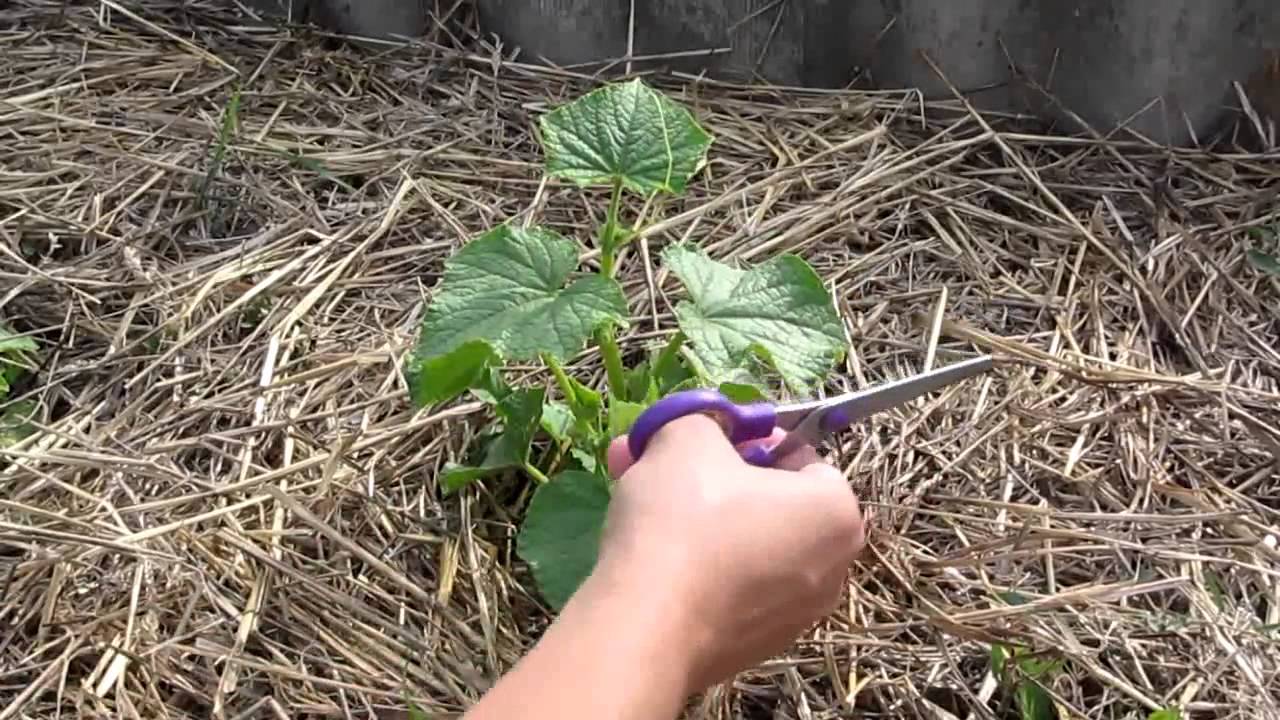 Как правильно прищипывать огурцы в открытом грунте