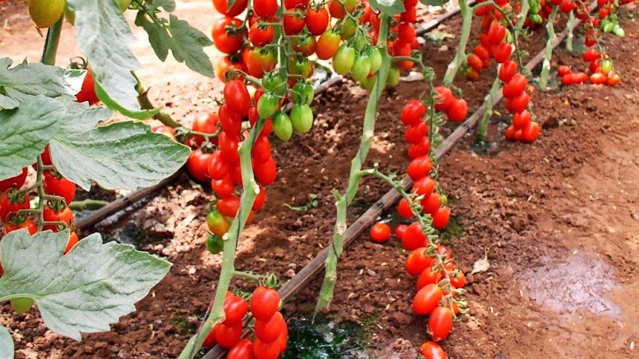 Формирование куста тепличных томатов в 1-3 стебля