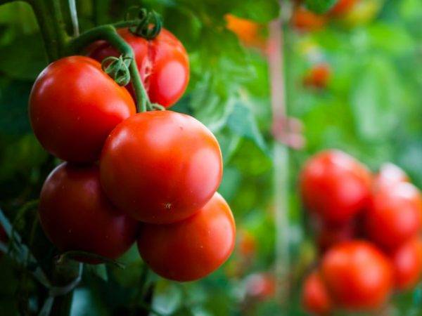 Уникальность томата дамский угодник и чем он привлекателен для огородников?