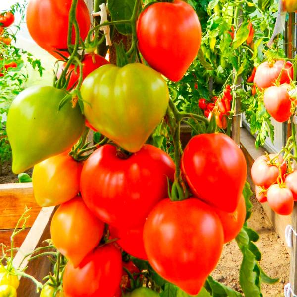 Характеристика и описание сорта томата хали гали, его урожайность
