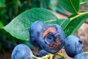 Когда собирать барбарис и как сушить ягоды: технология хранения плодов