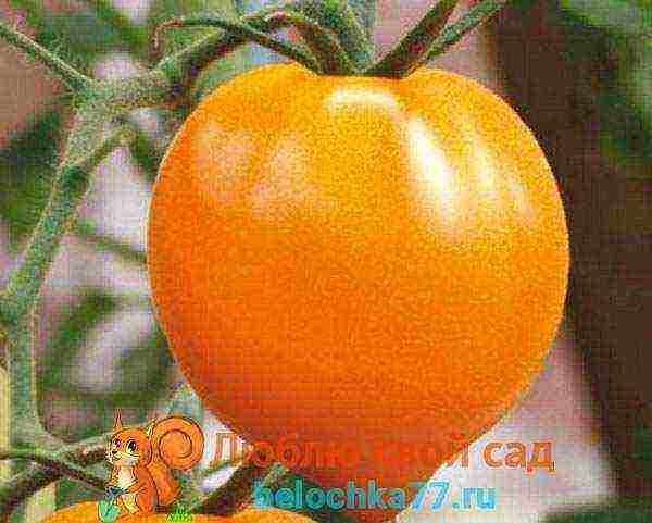 Серия томатов «сладкая гроздь»: описания и характеристика сортов