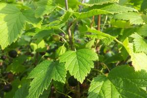 Лечебные свойства листьев смородины: какое собирать сырье, когда и как употреблять