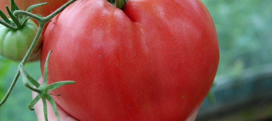 Характеристика и описание сорта томата Персик, его урожайность