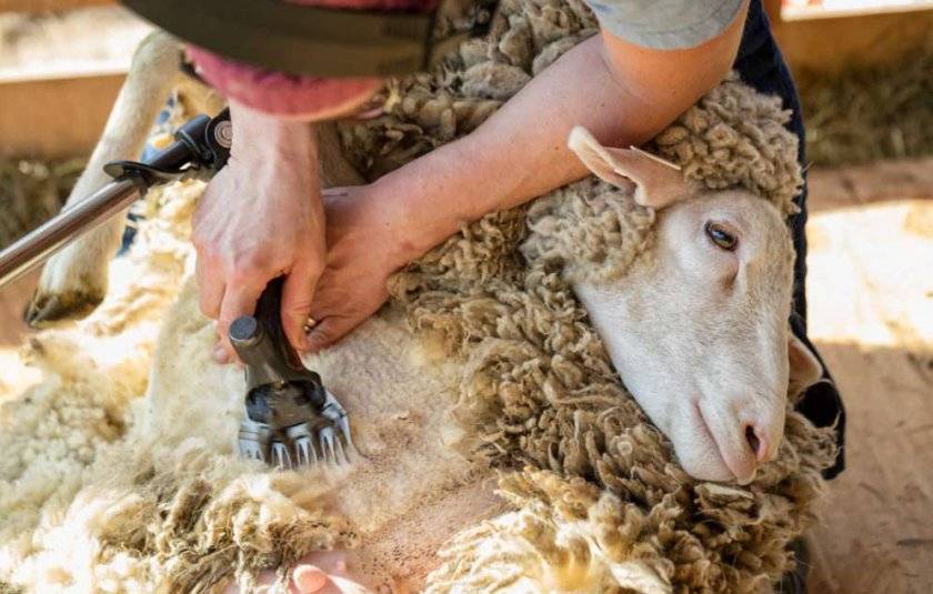Сроки и техника стрижки овец, рекомендации по стрижке барана: рассмотрим все нюансы