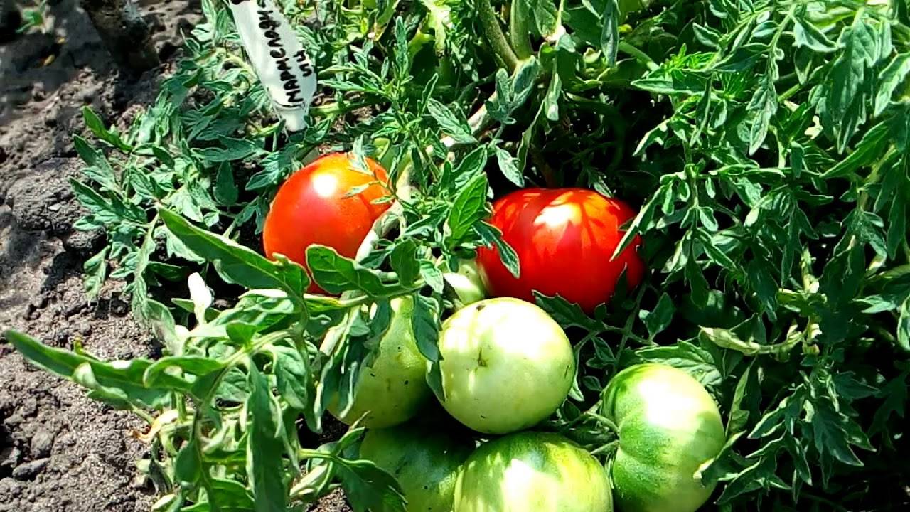 Серия томатов «сладкая гроздь»: описания и характеристика сортов