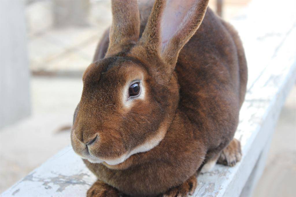 Кролики шиншилла: описание, выбор, уход, размножение