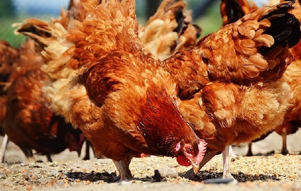 Чем нельзя кормить куриц: рекомендации птицеводов