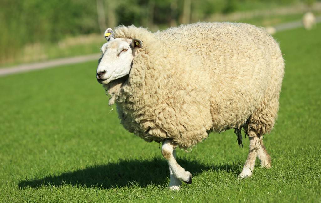 Как разводить овец в домашних условиях для начинающих
