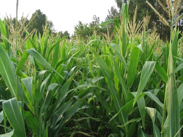 Система обработки почвы под кукурузу: методы и правила предпосевной процедуры