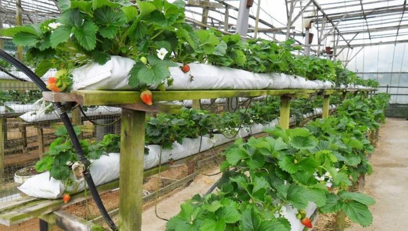 Клубника выращивание и уход в открытом грунте крупной и здоровой ягоды