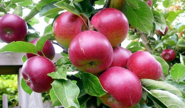 Яблоня боровинка: особенности сорта и ухода
