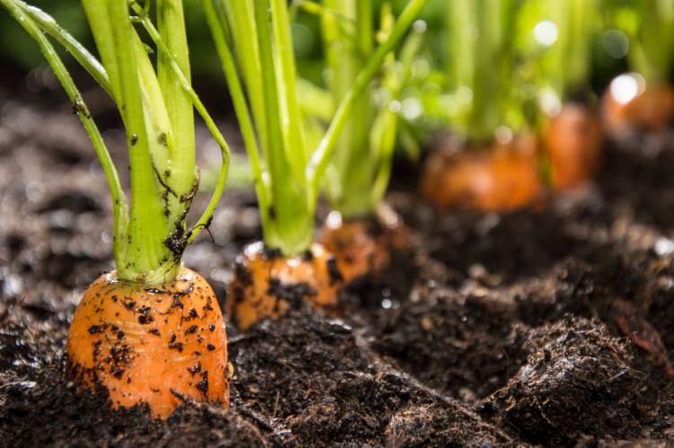 Выращивание и уход за морковью в открытом грунте